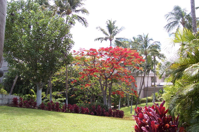 waikoloa_garden.jpg