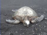 Sacred Honu-Good Luck Symbol