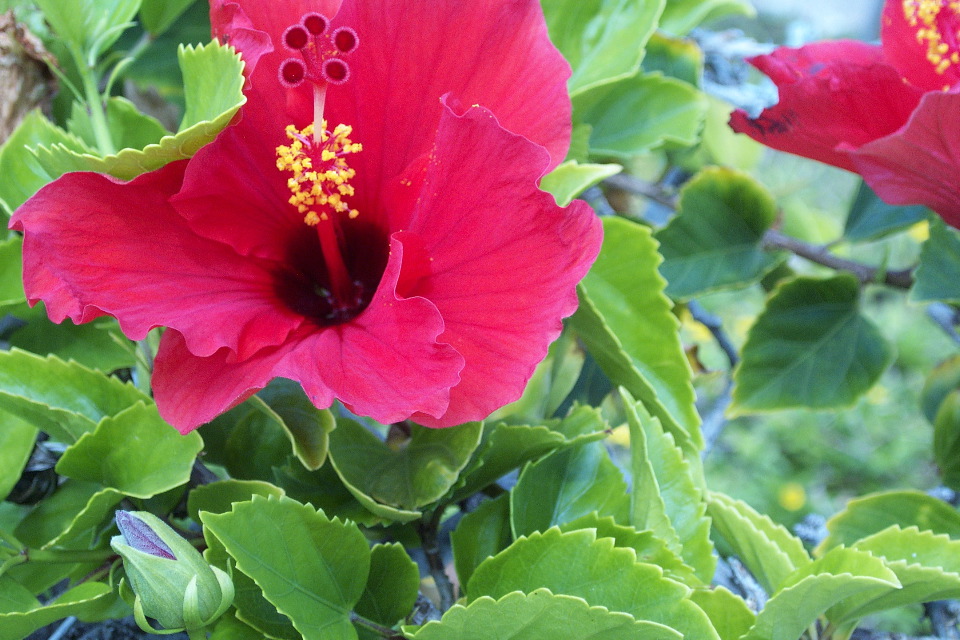 Hibiscus