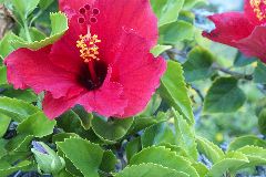 Hibiscus